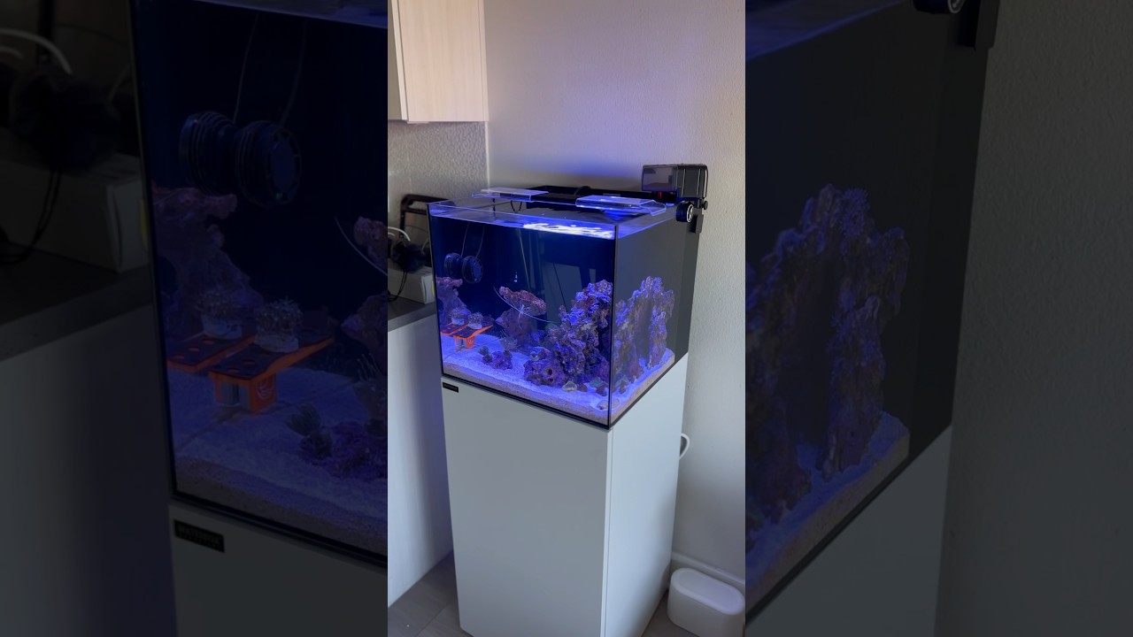 The Waterbox 20g cube is a perfect nano reef tank.