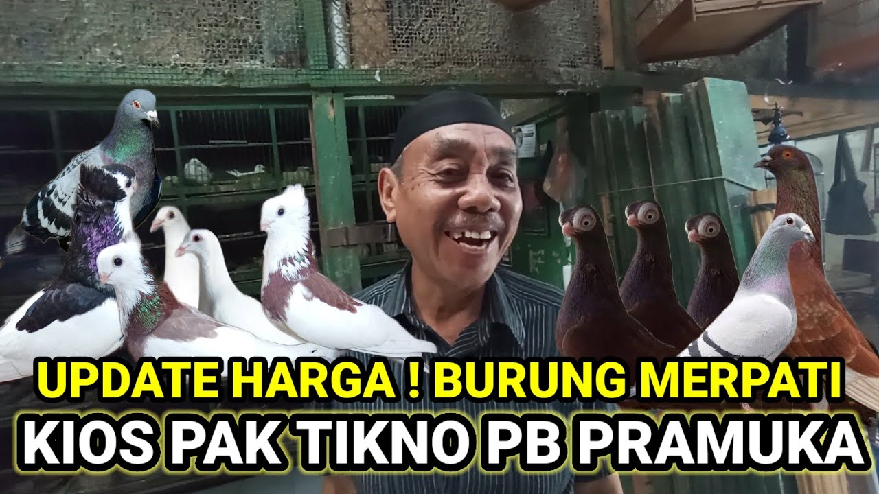 update harga !! merpati pos dan merpati hias kios pak tikno pasar burung pramuka hari ini