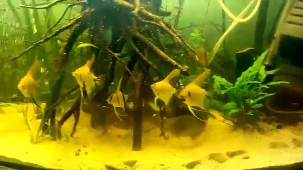 Pirania czerwona karmienie czerwem II