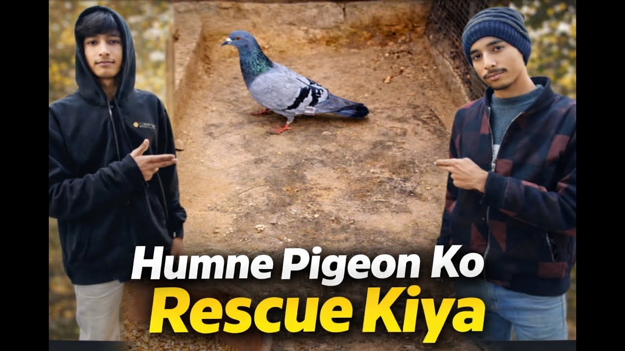 Zakhmi Pigeon Ko Rescue Kiya l Socha Nahi Tha Aisa Hoga l Injured Pigeon Rescue
