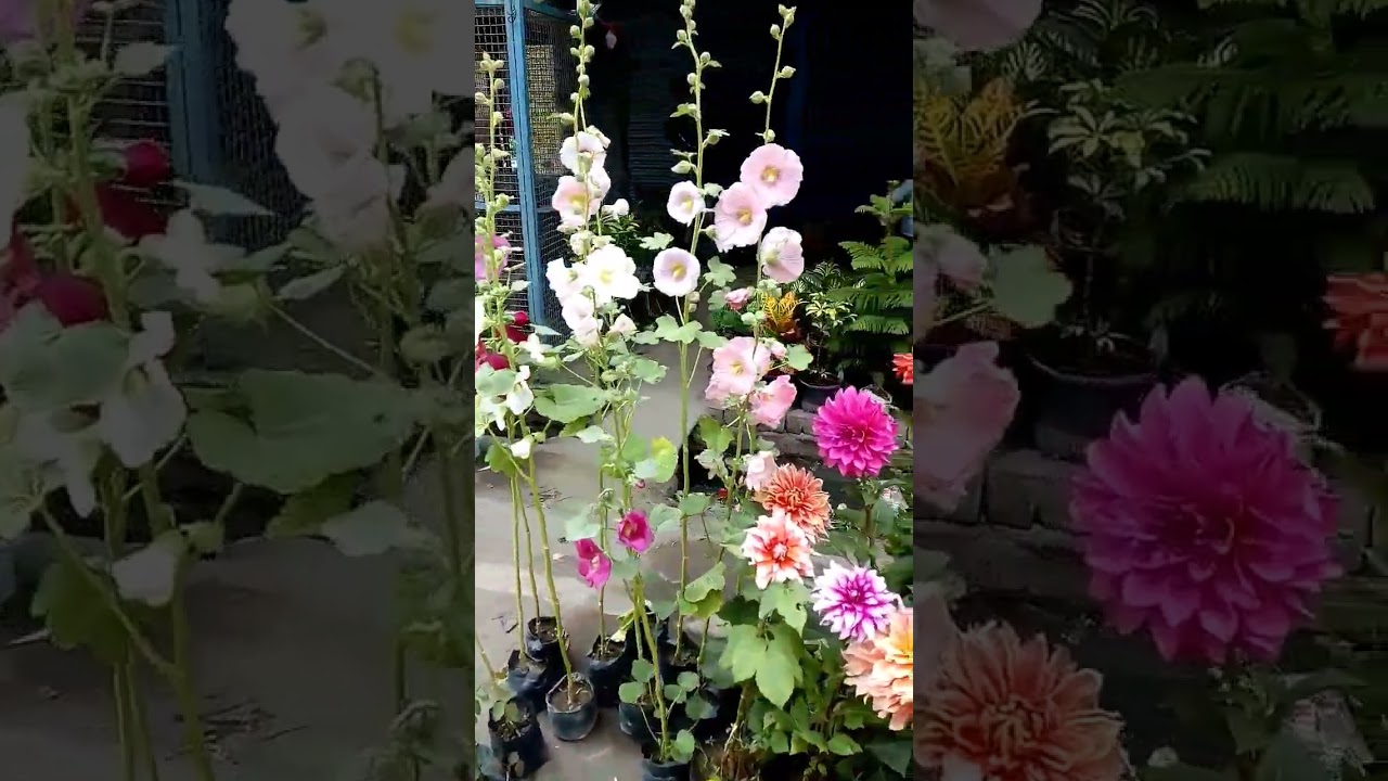 Lucknow ki plants market 🌷🌱🌾 #plants #dekhaekkhwab #silsila #greenery #lucknow #flowers