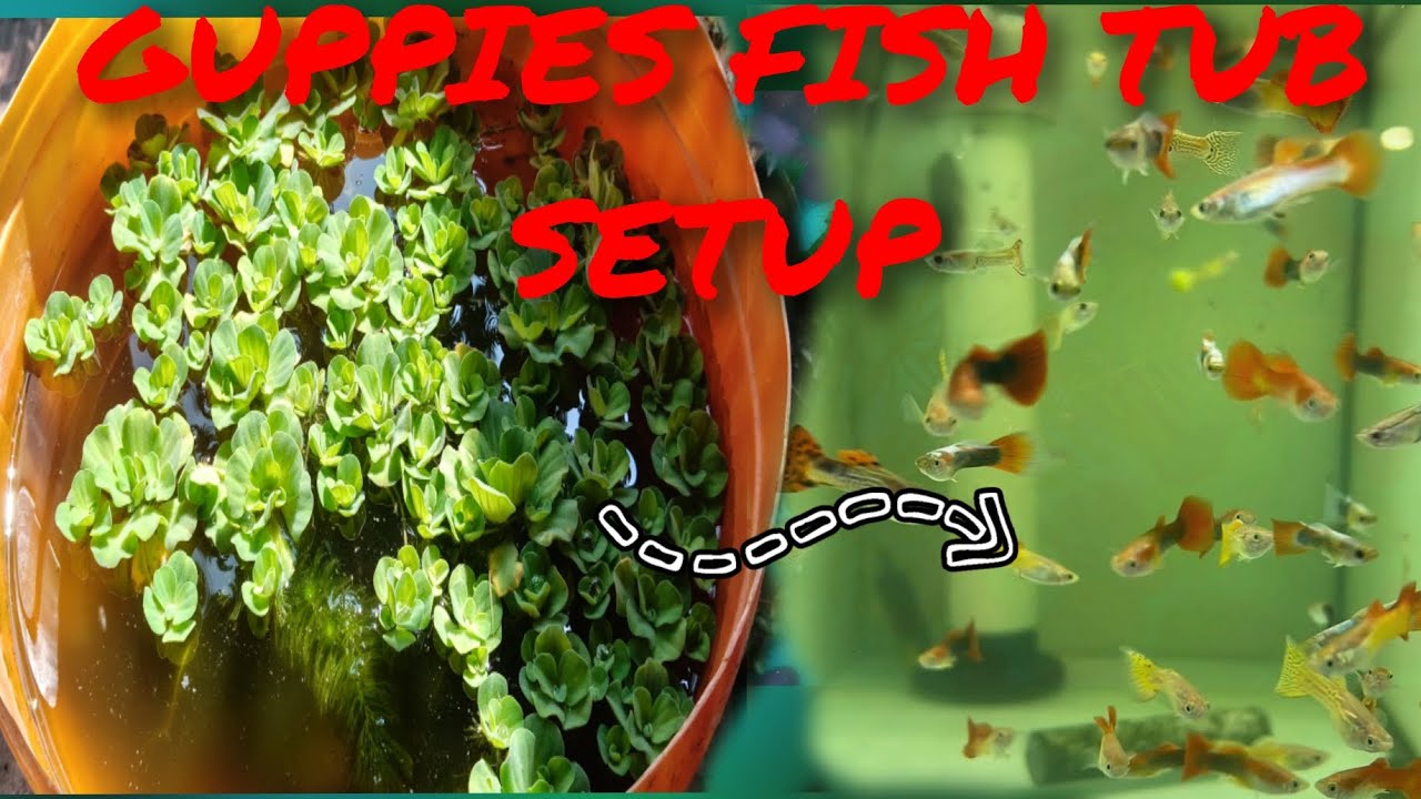 Guppy babies  pond setup and grooming# grooming baby guppies#feeding moina to baby guppies