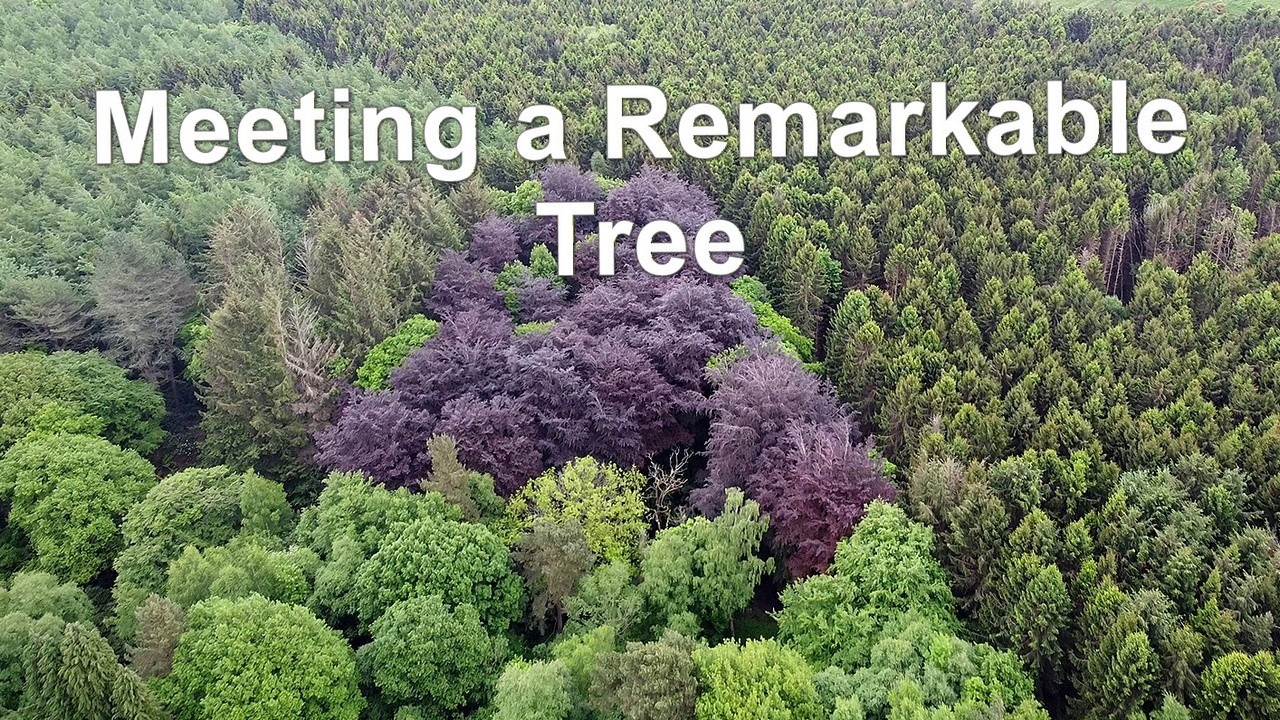 Meeting a remarkable tree