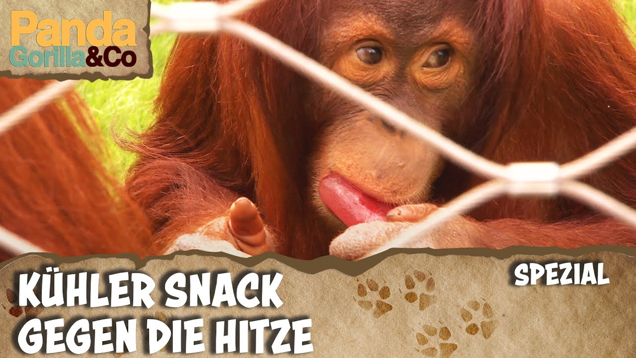 Eis für die Orang-Utans | Panda, Gorilla & Co.