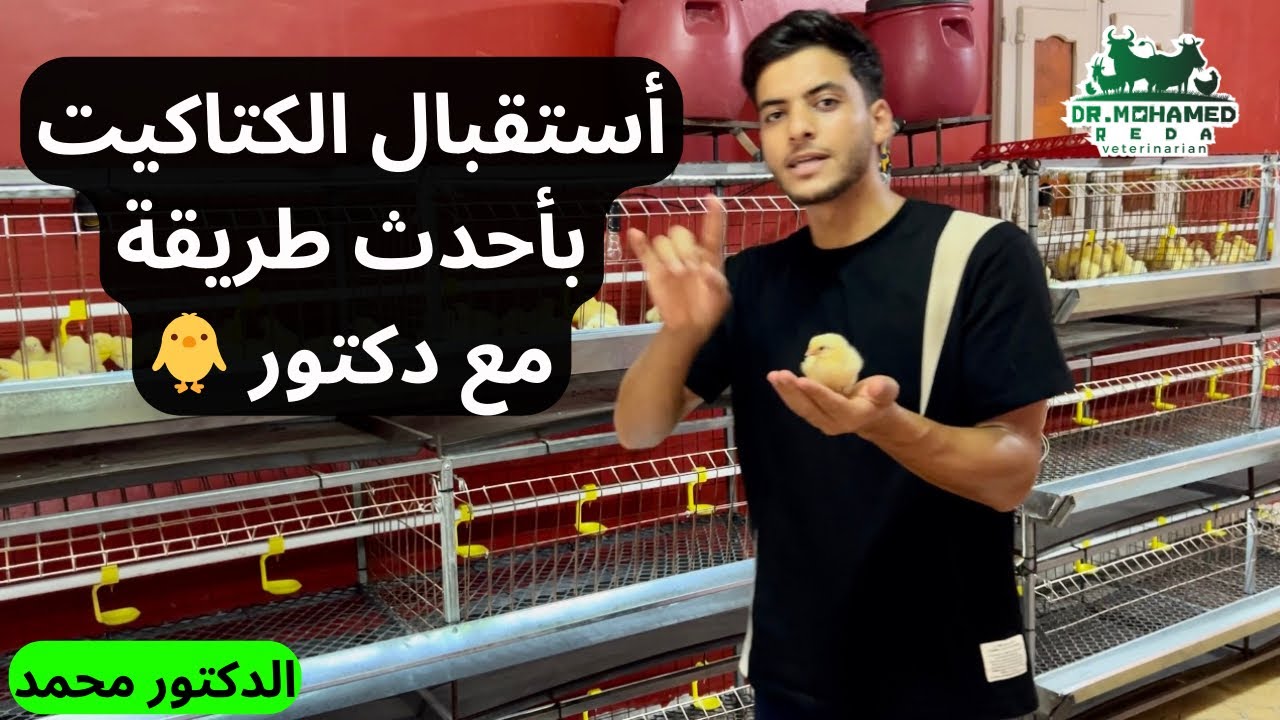 أستقبال الكتاكيت 🐣 في الصيف 🥵 بأحدث طريقه مع الدكتور محمد 🤝 ومعلومات مهمه جدا جدا