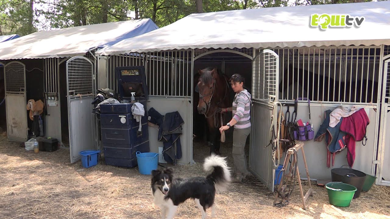 Travailler avec les chevaux : Profession Groom