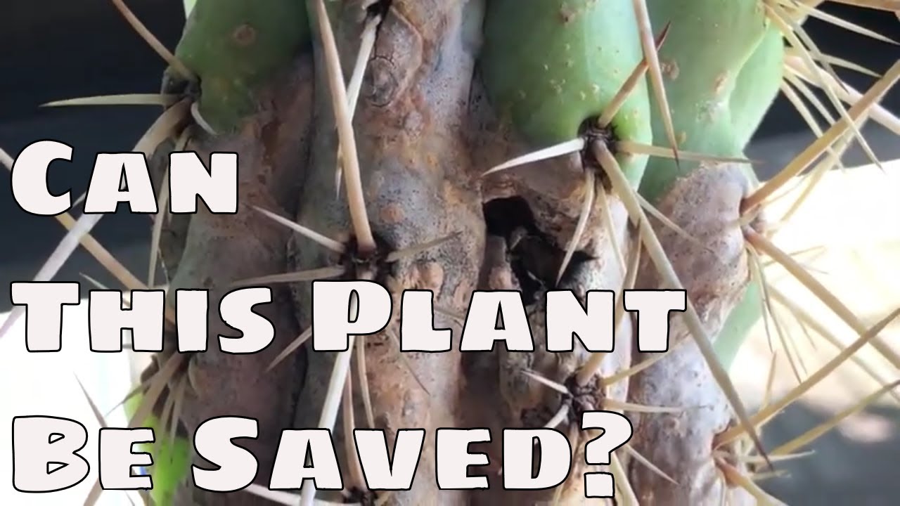 🌴 Save A Sick Diseased Cactus 🌴 Rot Scale Fungus