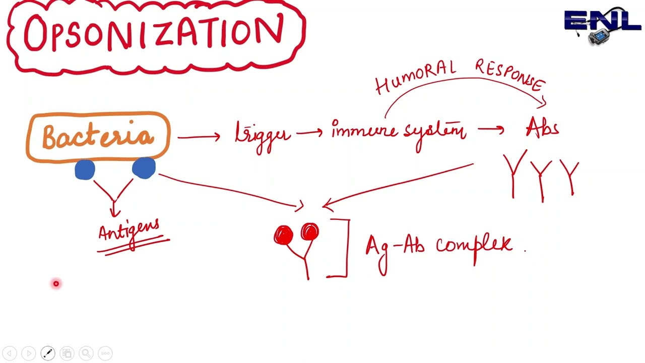 Complement System Made Easy || Immunology || Microbiology