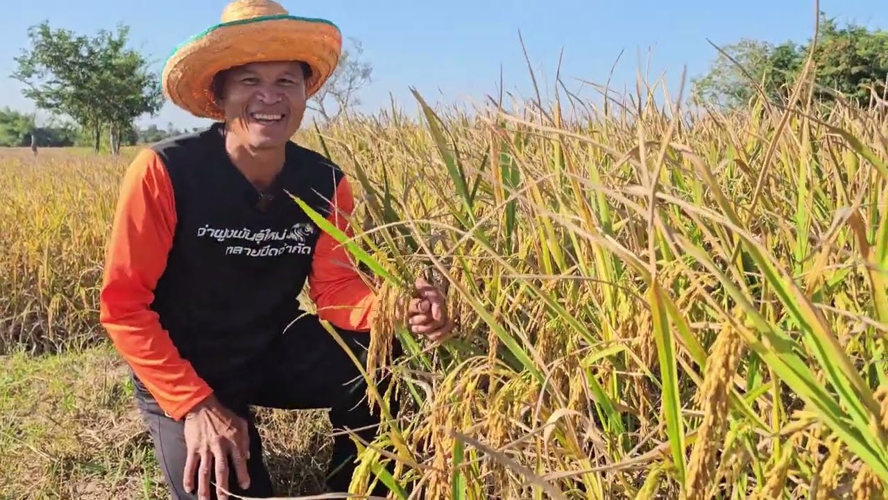 ข้าวเหนียวนาปีผลผลิตสูงต้นเตี้ย!!ข้าวเหนียวน่าน 59 เบอร์ 18 ผลผลิตเกินคาด
