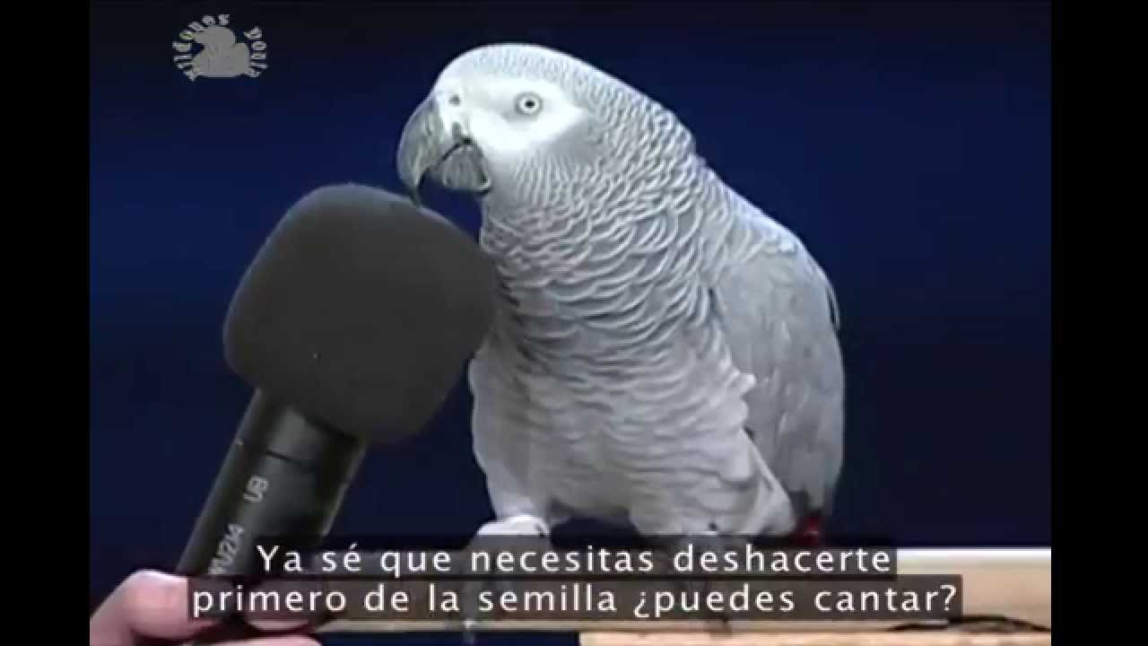 Einstein, loro gris africano
