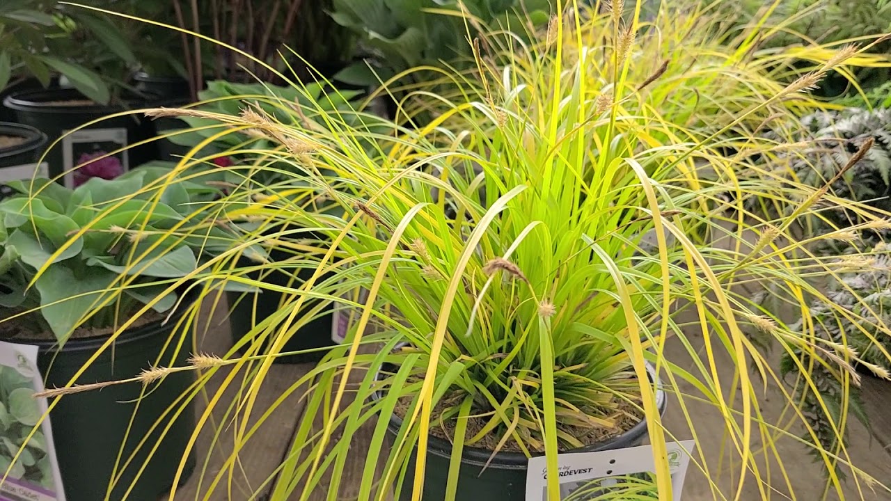 Carex  Evercolor® 'Everillo'  (Japanese Sedge Grass) // BRIGHT, Evergreen foliage.  Compact.