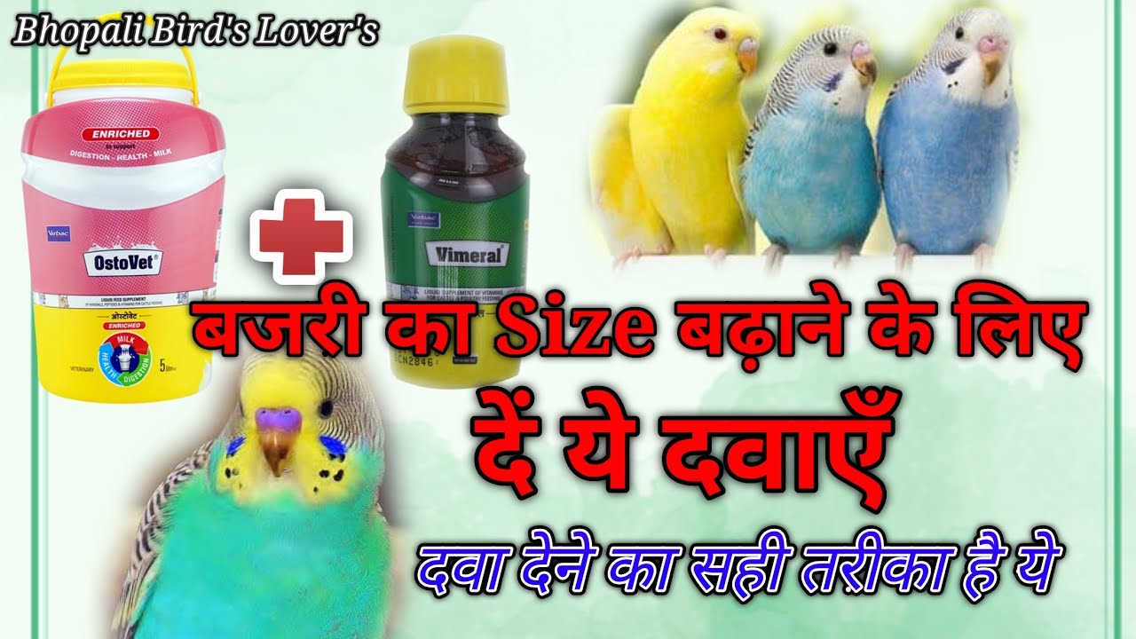 बजरी के लिए जरूरी दवा//how to use ostovet for Budgie's//Bhopali bird's lover's