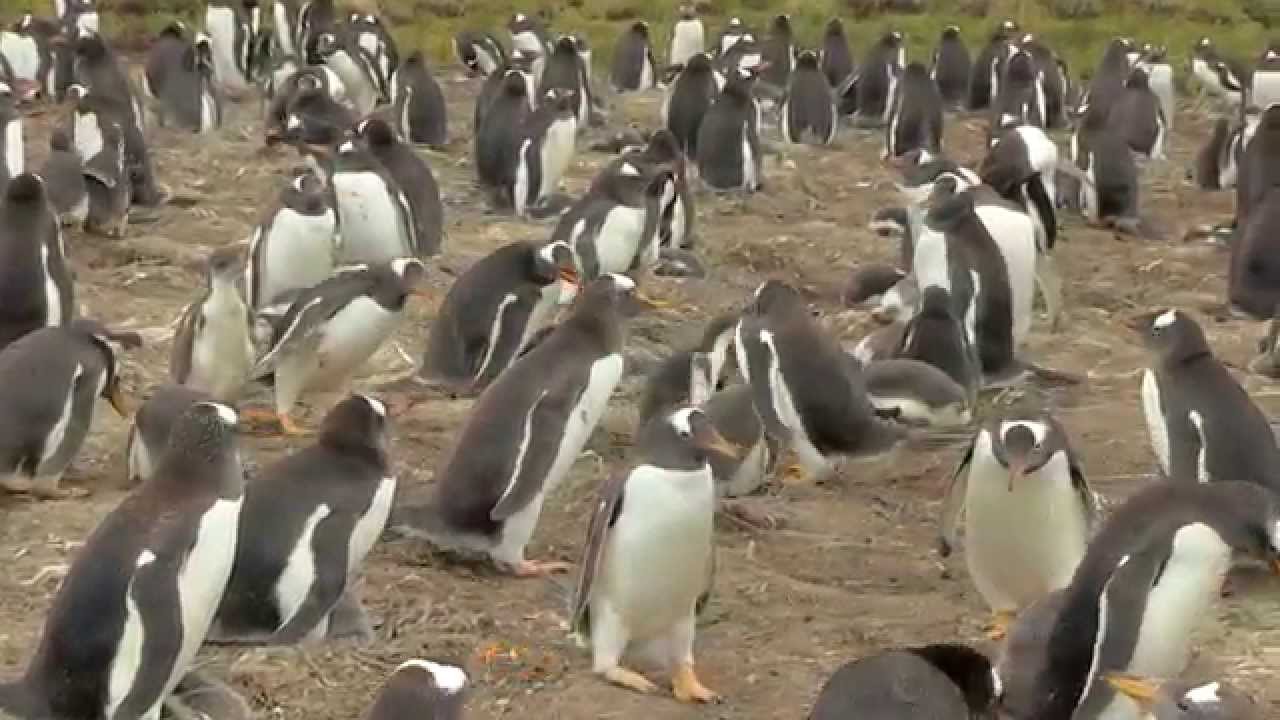 Baby penguin attacked by another penguin