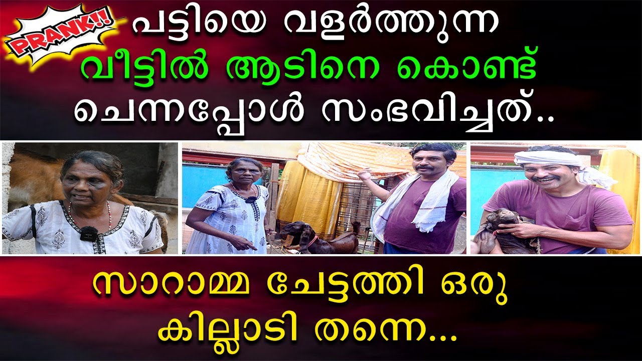 പട്ടിയെ വളർത്തുന്ന വീട്ടിൽ ആടിനെ കൊണ്ട് ചെന്നപ്പോൾ സംഭവിച്ചത് | സാറാമ്മ ചേച്ചി ഒരു കില്ലാഡി തന്നെ