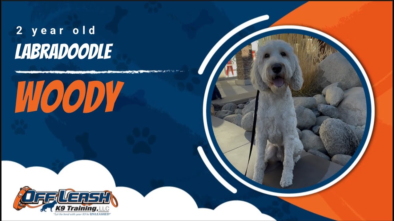 Labradoodle 🐾Loose leash Training | Best Dog Trainer | Reno, NV🐾