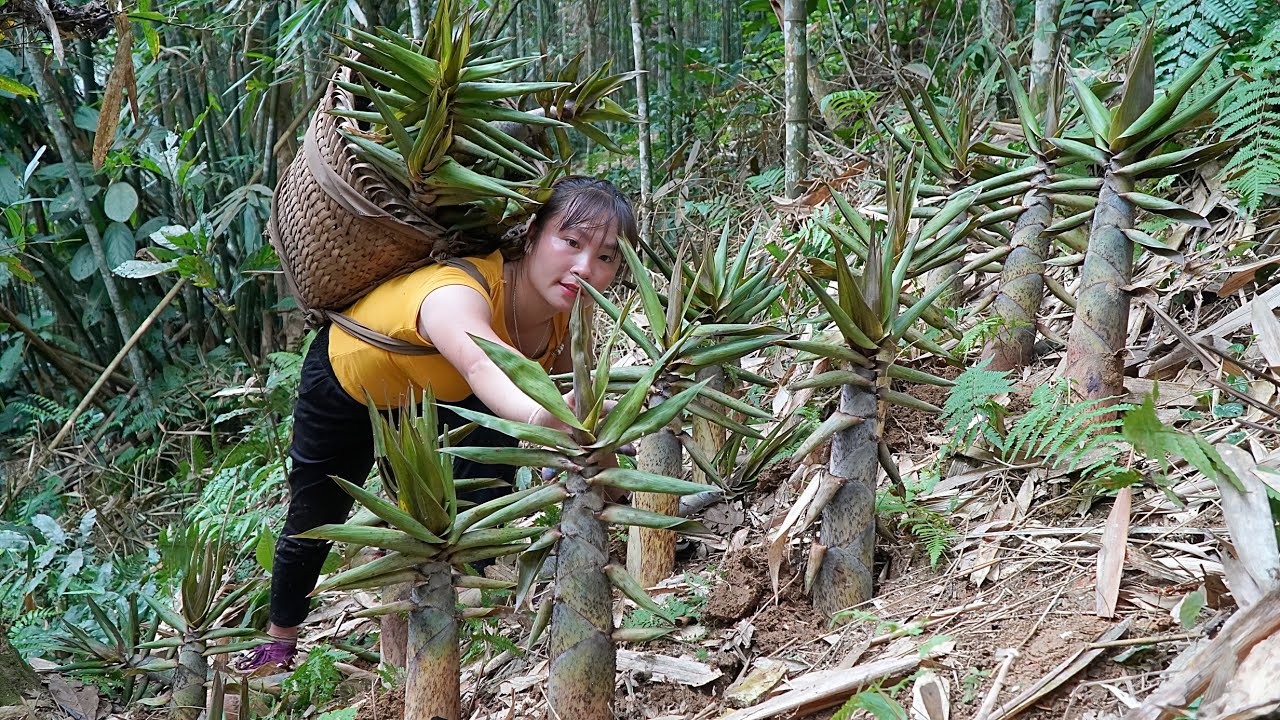 How to harvest ant eggs - Harvest bamboo shoots and take them to the market to sell | Lý Tiểu Vy