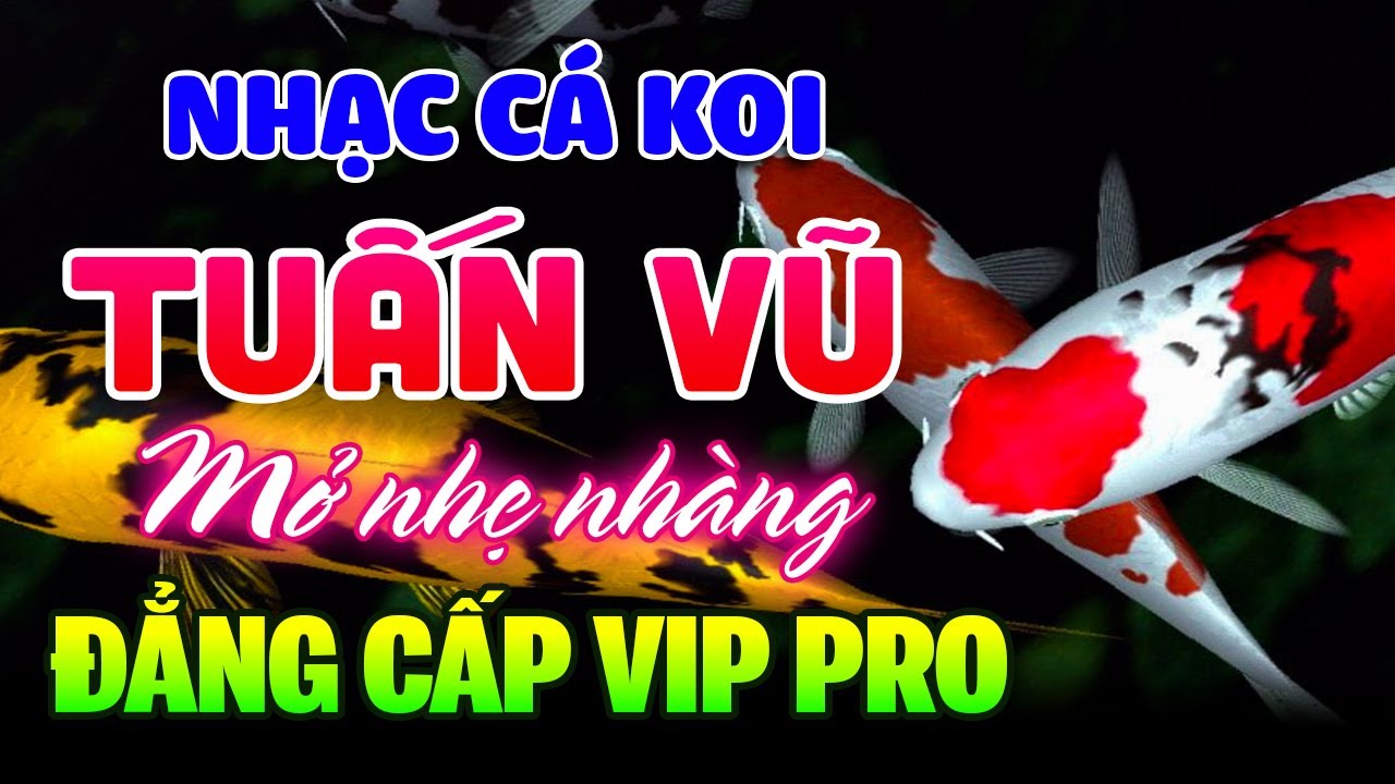 Ngắm C&aacute; Koi Nhật Bản Nghe Nhạc Kh&ocirc;ng Lời Buổi S&aacute;ng - H&ograve;a Tấu LK Tuấn Vũ 7X 8X 9X - Nhạc Ph&ograve;ng Tr&agrave;