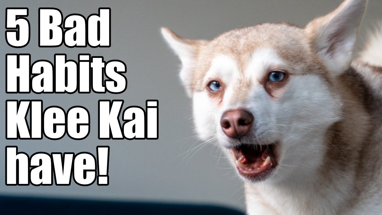 Alaskan Klee Kai: 5 Bad Habits These Mini Husky Have