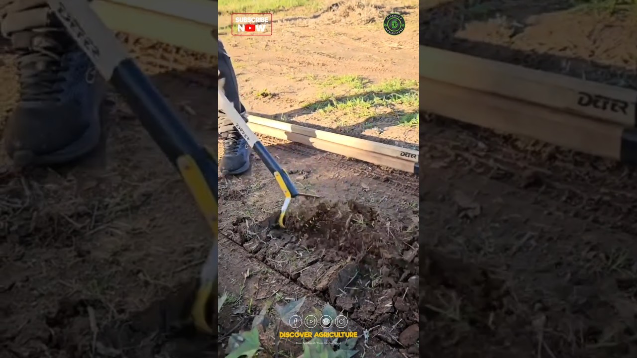 Best Manual Weeding Tool