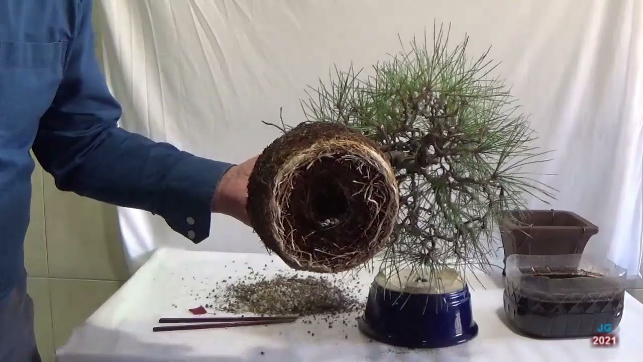 Pinus Thunbergii  Pino negro japonés  Raíces expuestas 8ª parte  Dic  2018 y Trasplante nueva maceta