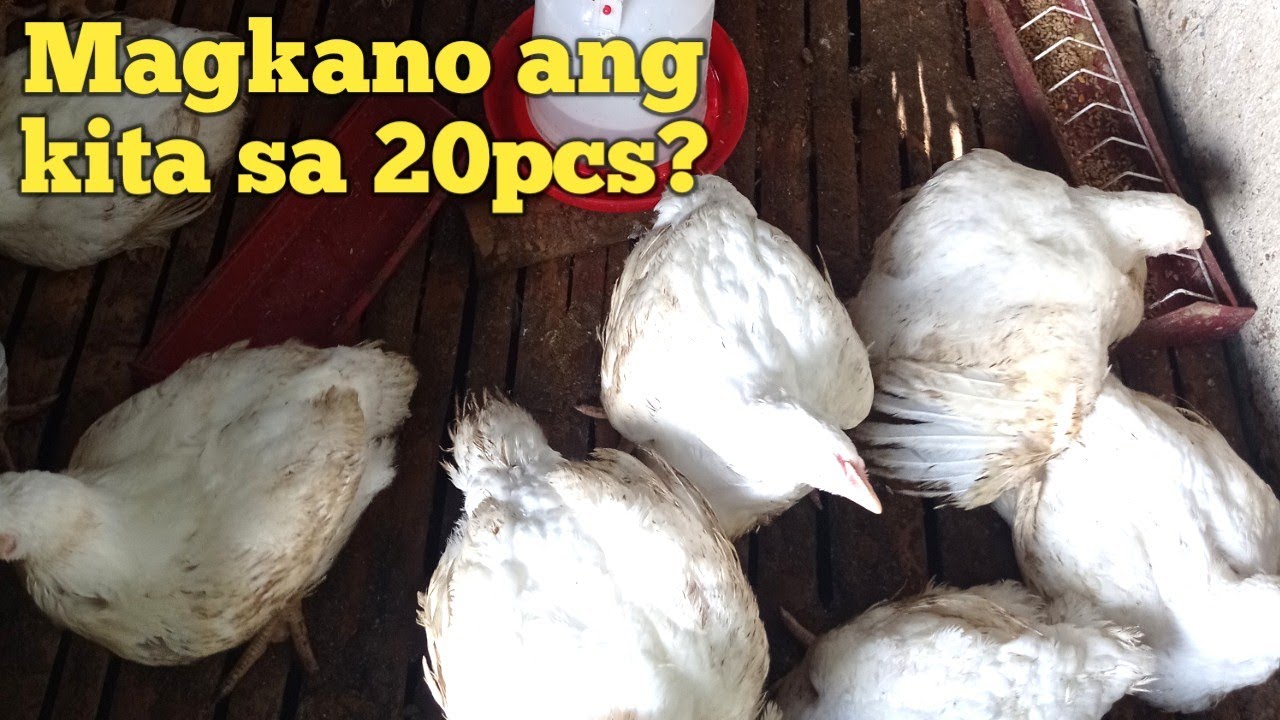 May kinita ba ako sa 20pcs Broiler chicken?? 🤔 Magkano ba ang kita?