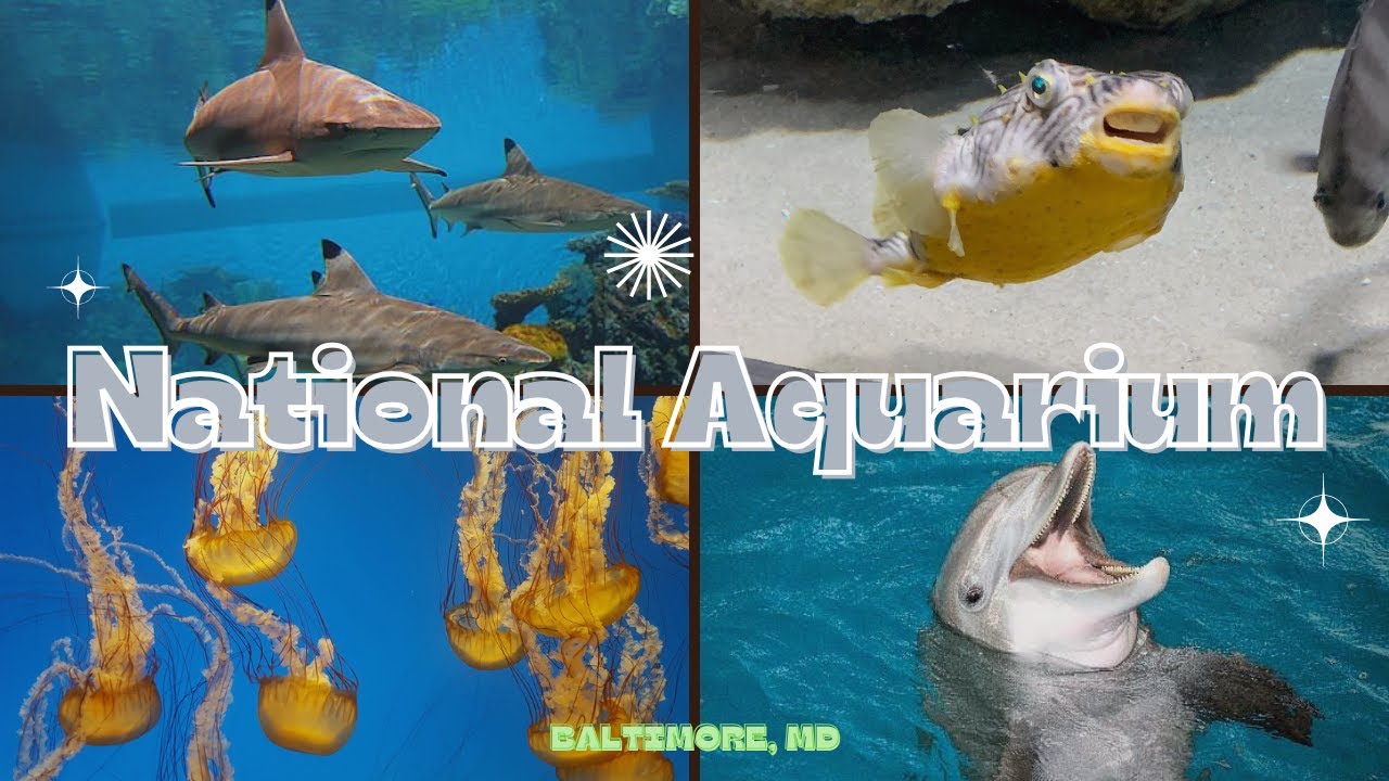 Dive into Wonder 🌊 @ National Aquarium 🐠 #BaltimoreAttractions