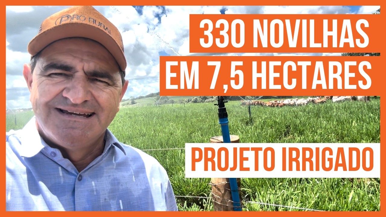 330 NOVILHAS EM 7,5 HECTARES - PROJETO ROTACIONADO ADUBADO E IRRIGADO para BOVINOS DE CORTE