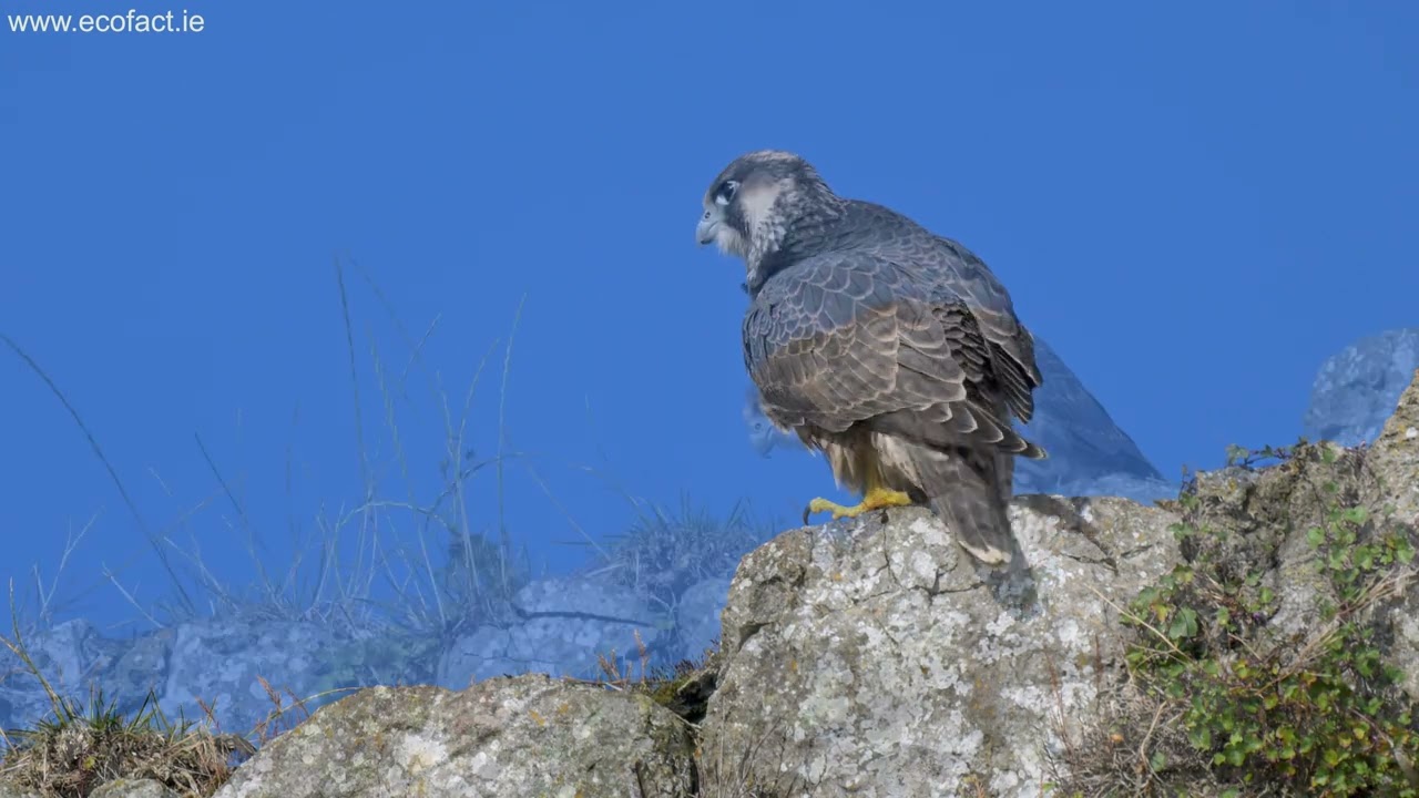 Juvenile Peregrine Falcon at a site in Co Limerick (4K)