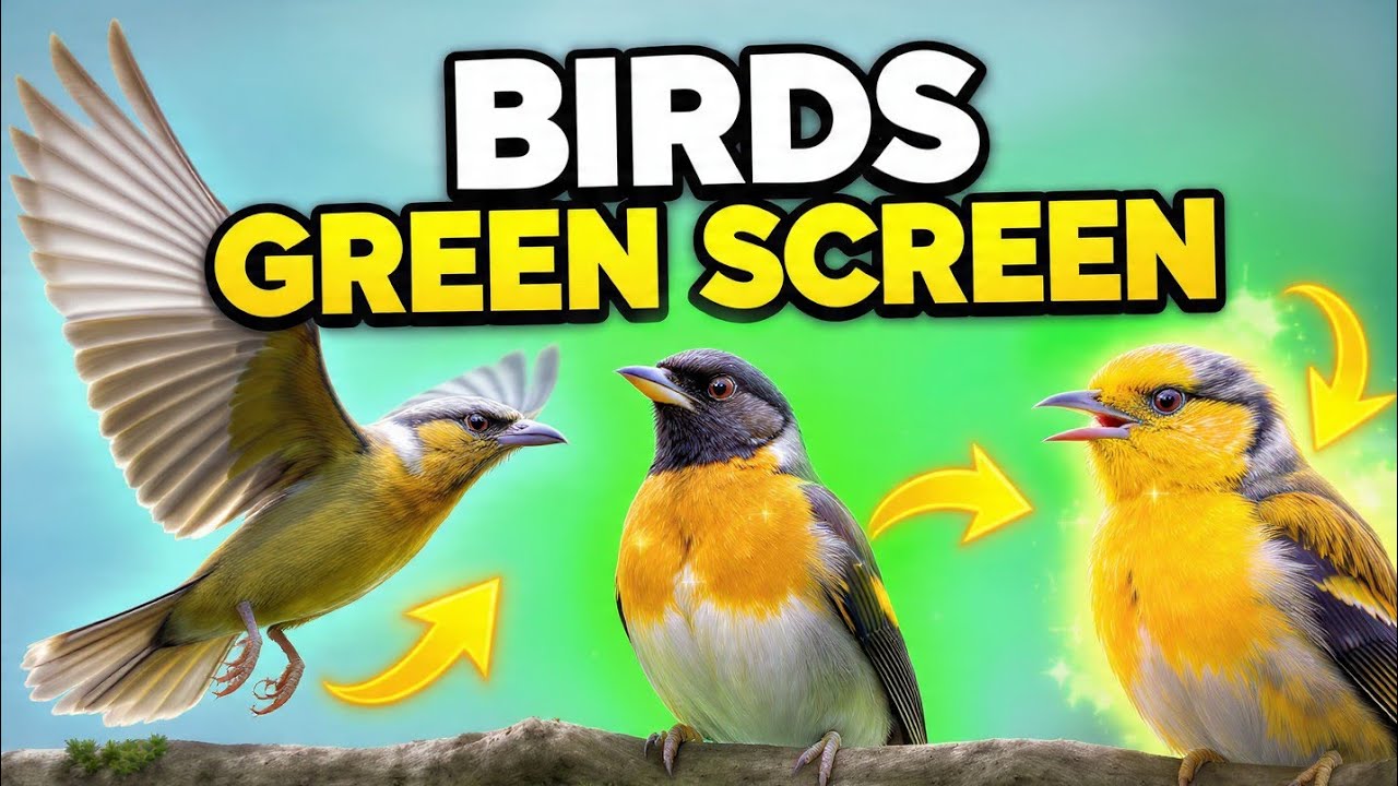 Birds Green Screen 🐦 | Flying, Standing & Talking Birds for Shorts & Reels