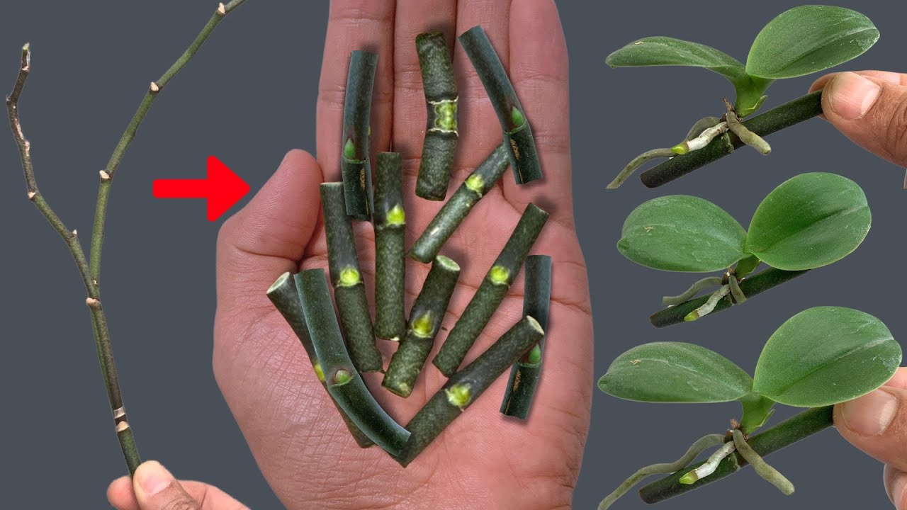 Secret to Easily Propagating Orchids Right on the Branch and Blooming All Year Round!