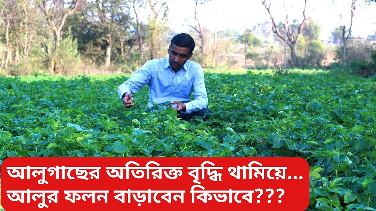 আলুগাছের অতিরিক্ত বৃদ্ধি থামিয়ে আলুর ফলন বাড়াবেন কিভাবে? #আলু #potato