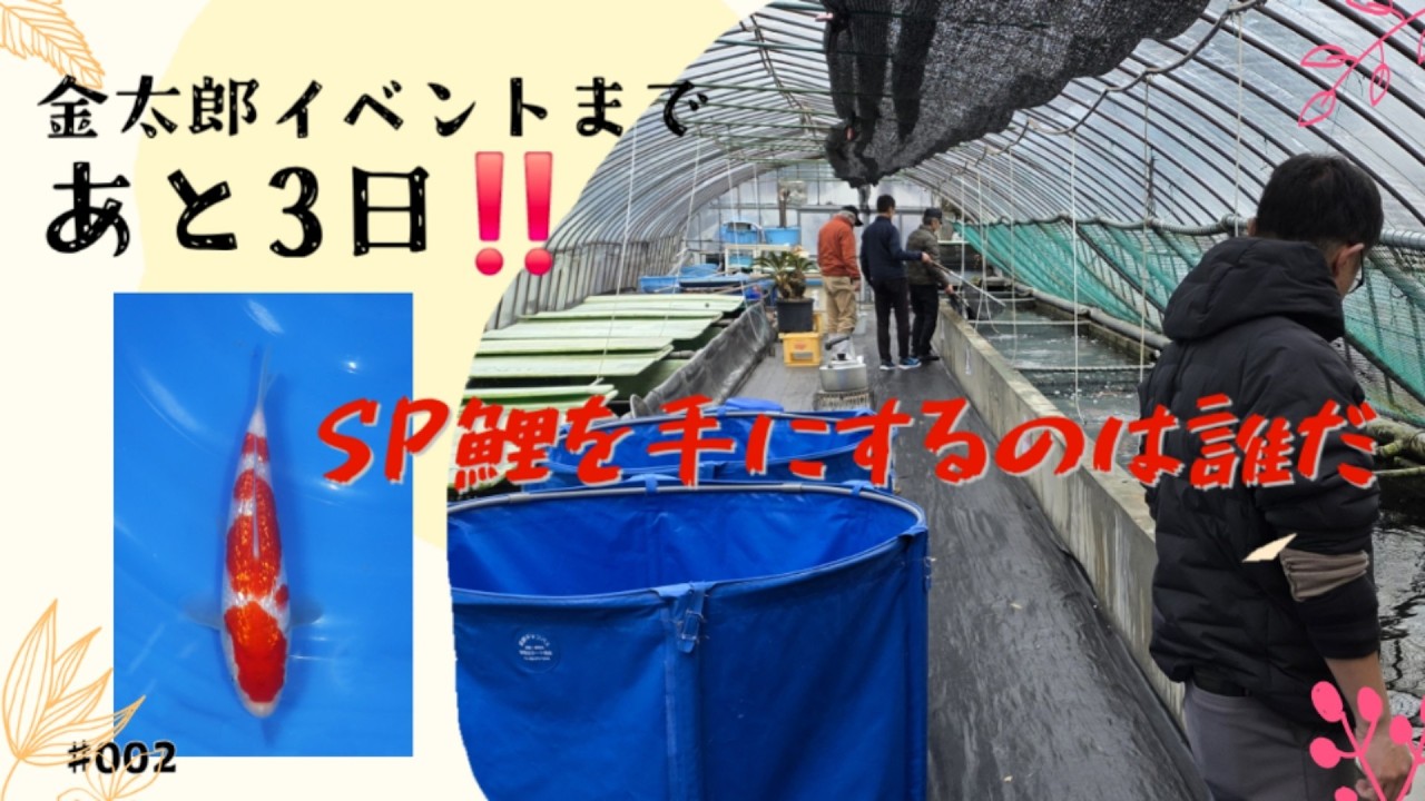 【岡谷錦鯉センター】イベントで販売する鯉を紹介します