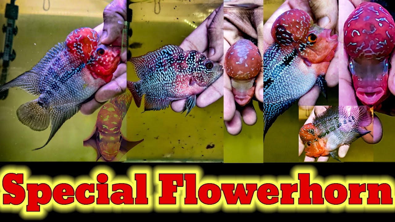 Wholesale & retail flowerhorn fish price🐕Imported flowerhorn fish price in India🐕flowerhorn fish