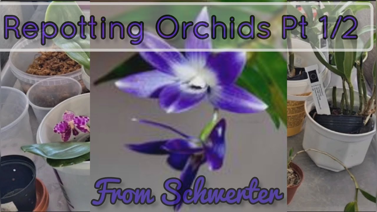 Repotting my NEW orchids from Schwerter PT1