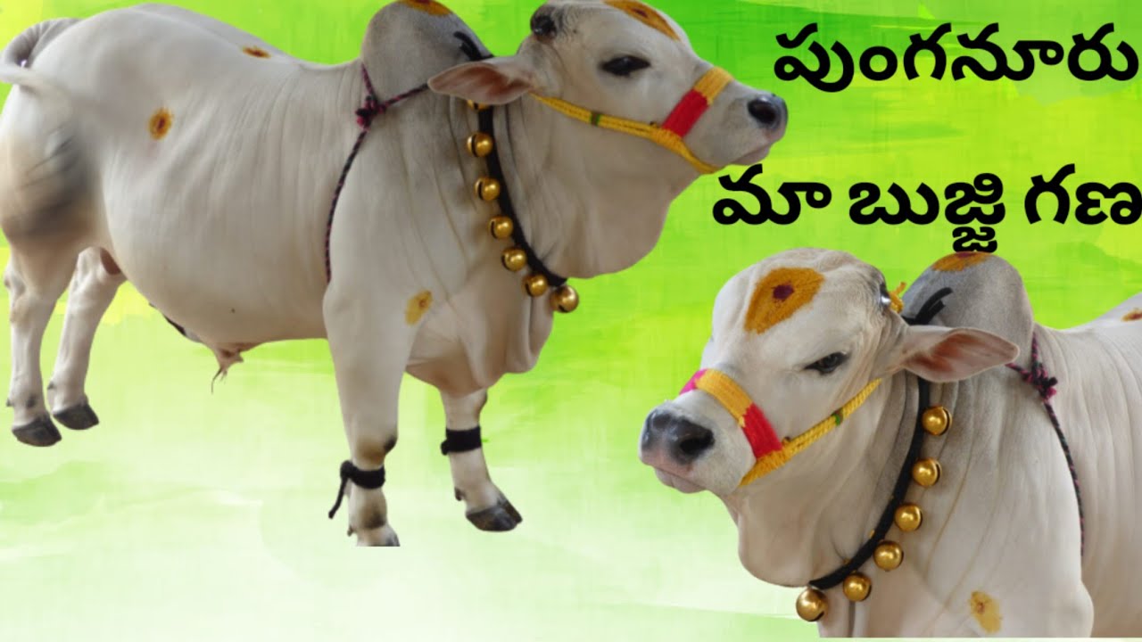 #punganuru#bull#amruthalifestyle punganur bull