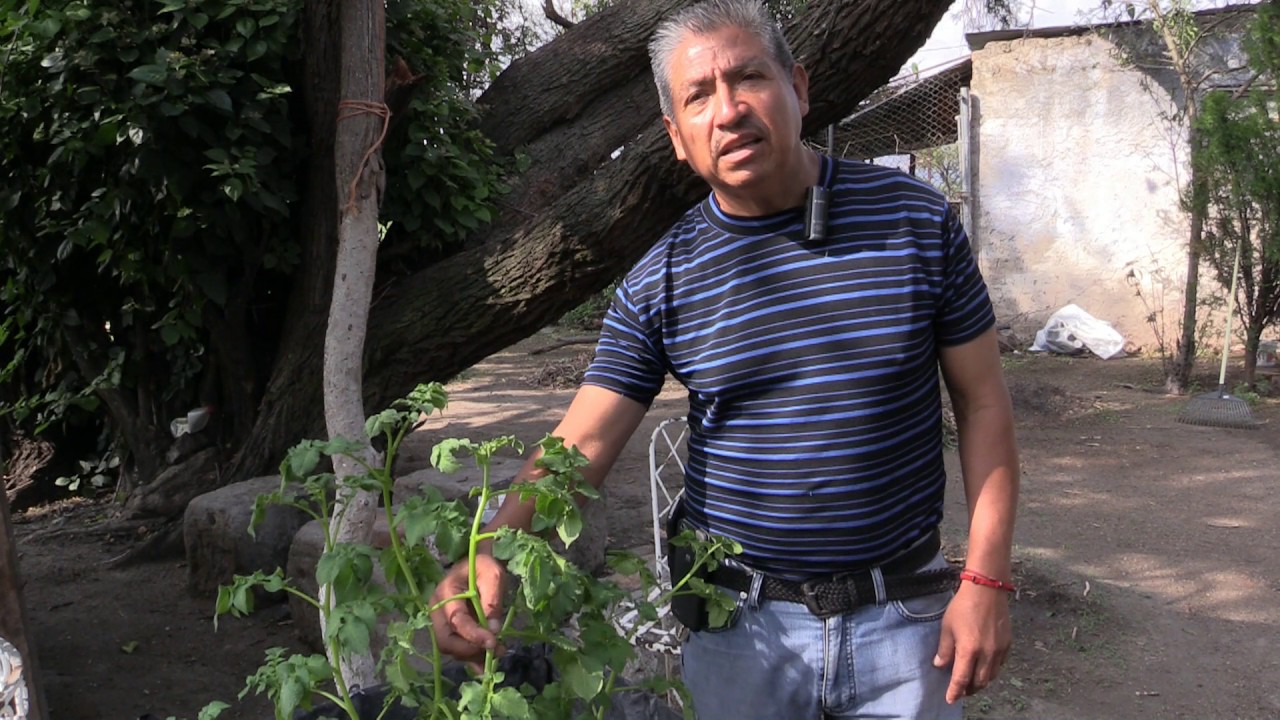 Seguimiento de Cultivo de papa en estopa de coco