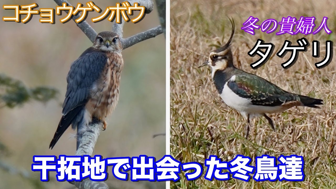 【コチョウゲンボウ・タゲリ】冬の干拓地の鳥！ハイイロチュウヒにツルの大群！