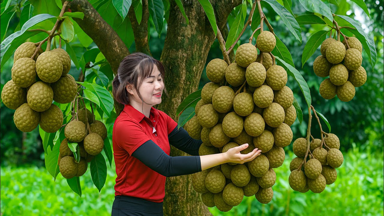 Harvesting Spotted Dragon Longan eat to fresh in the garden – A Taste of Myth & Nature - Farm Life