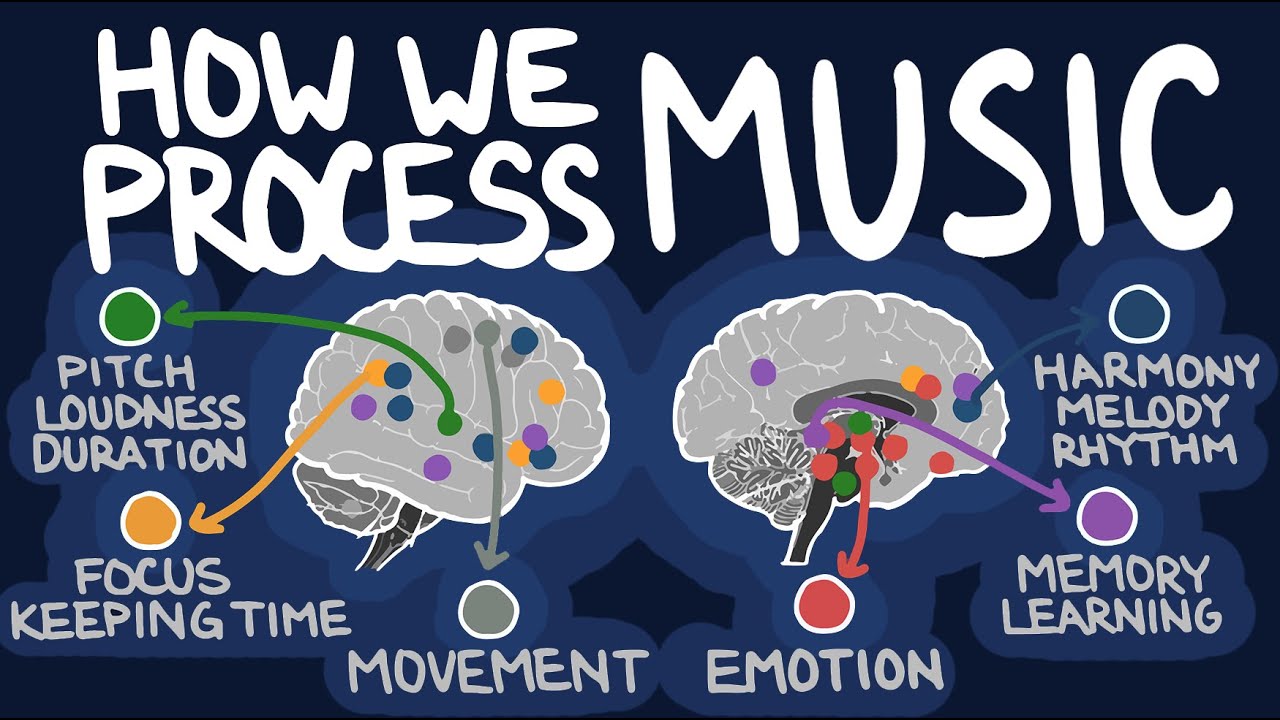 Musical Neuroanatomy | Neuroscience for Muscians