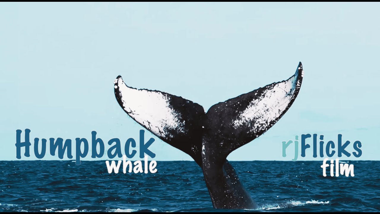 Humpback Whale | Whale Watching Tour | Whale Watching in Iceland