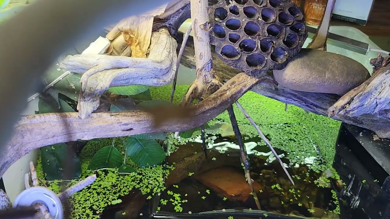 Солоноватый аквариум с красными мангровыми деревьями 🌳 акваскейпинг от @carllaney81aquascapes. По...