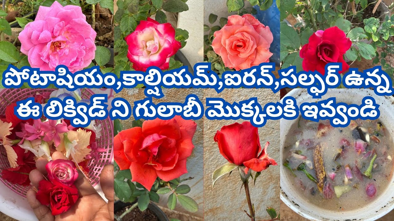 గులాబీలు బాగా పూయాలంటే ఈ లిక్విడ్ ఇవ్వండి #trending #garden #plants #flowers #terracegarden #organic