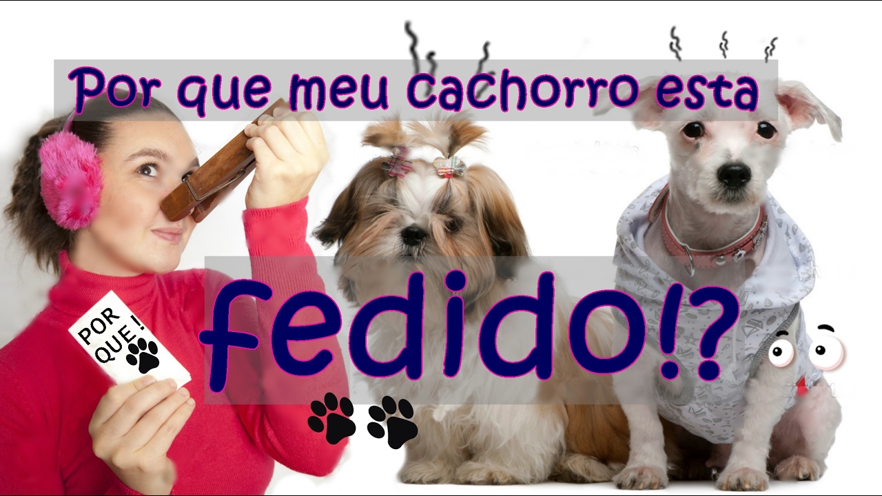 Meu cachorro esta fedido - Como acabar com o fedor #petcarol #torodepalpite