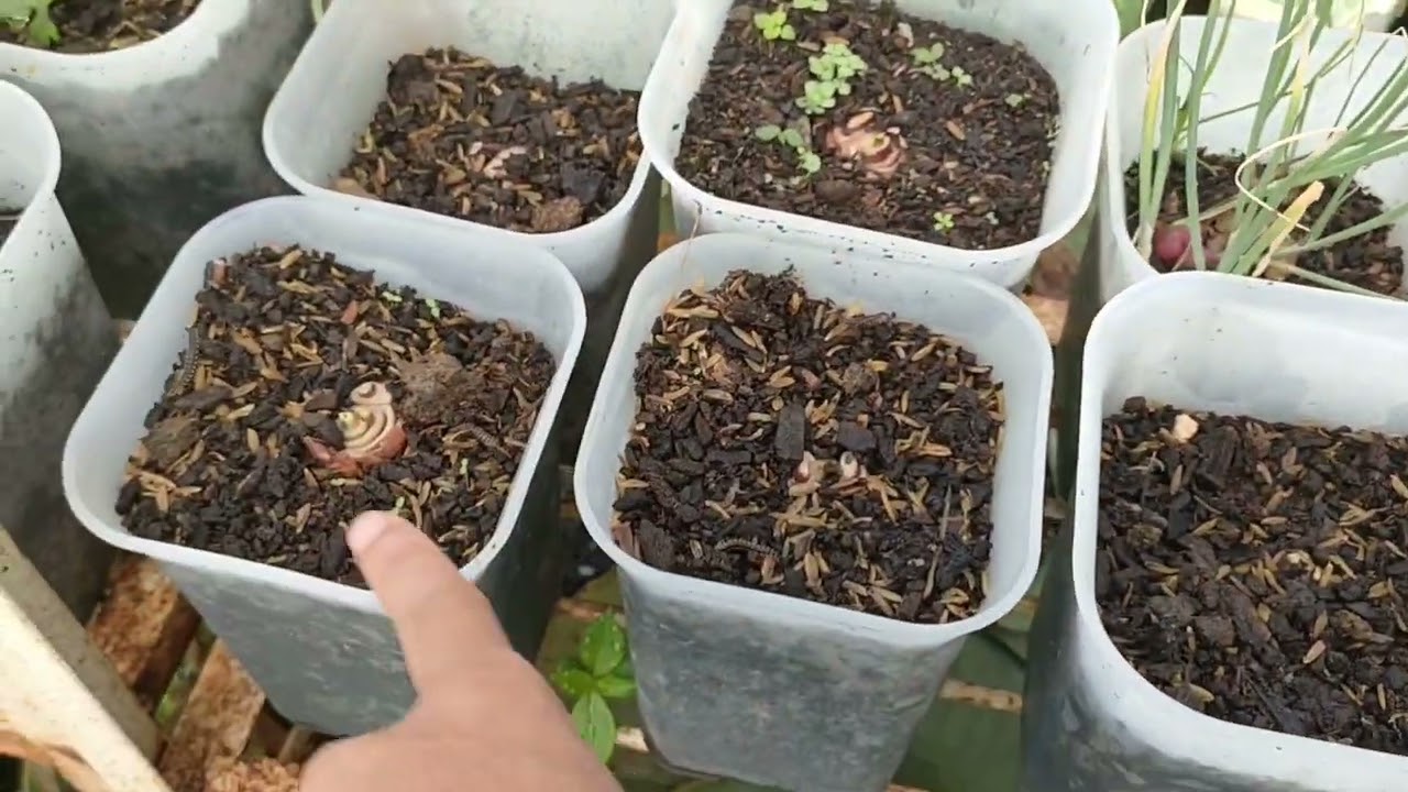 garden tout di kebun atap