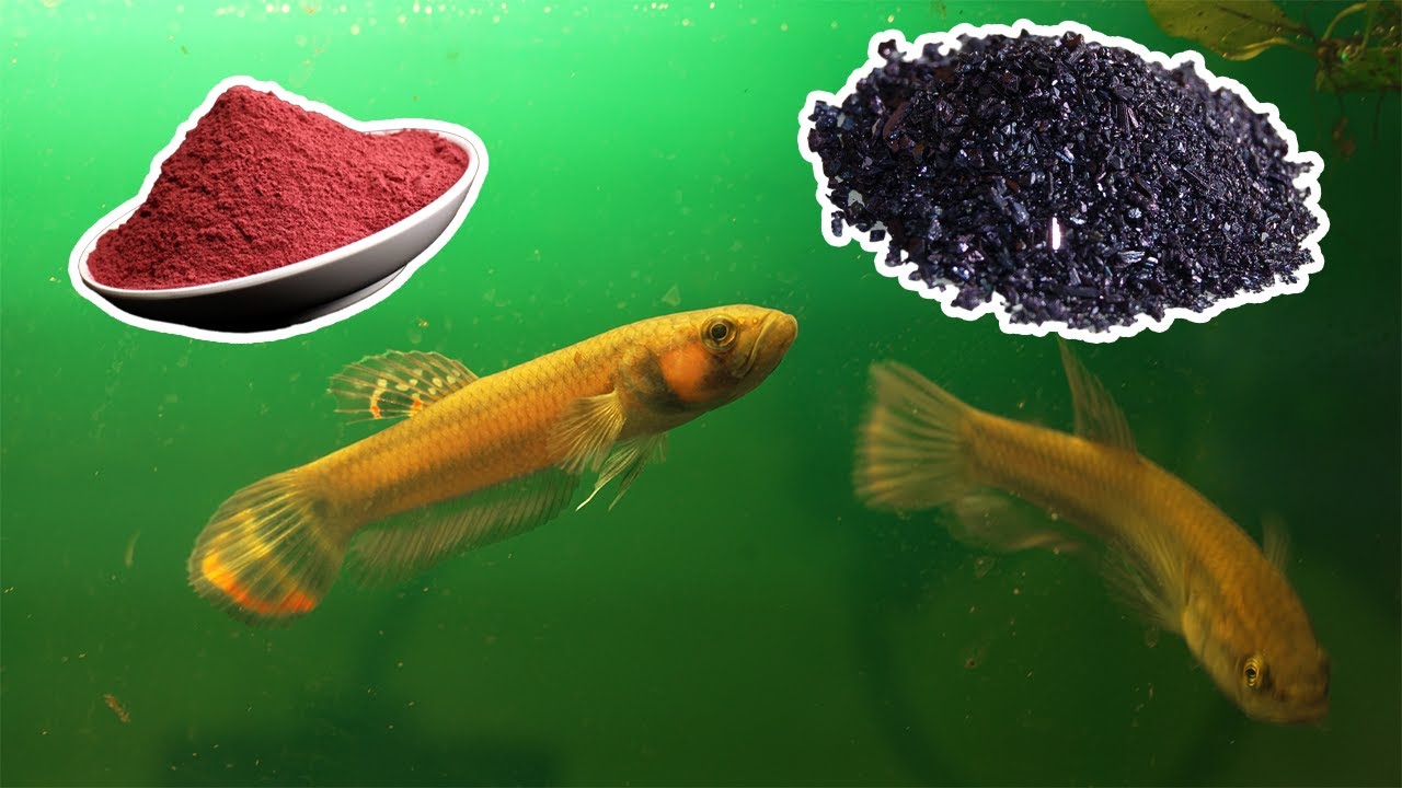 This is the BEST way to cure fish velvet disease (Potassium Permanganate + Acriflavine)