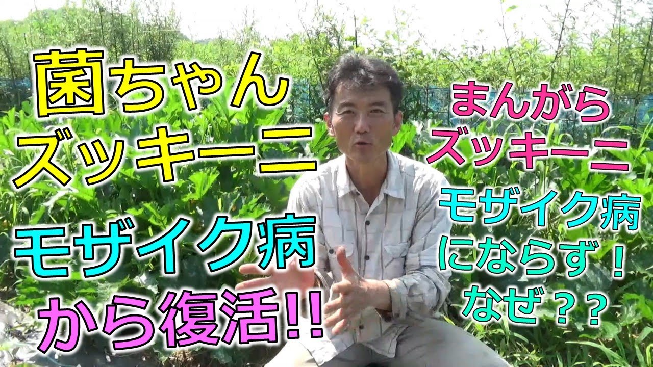 菌ちゃんズッキーニ、モザイク病から復活！！まんがらズッキーニはモザイク病にならず！なぜ？？