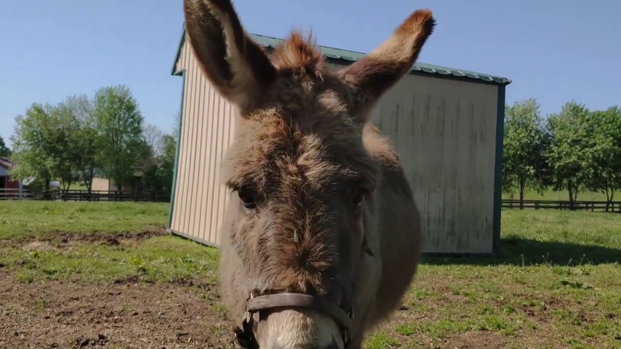 Old Friends Virtual Tour - Short Stuff - Hooved Beasties