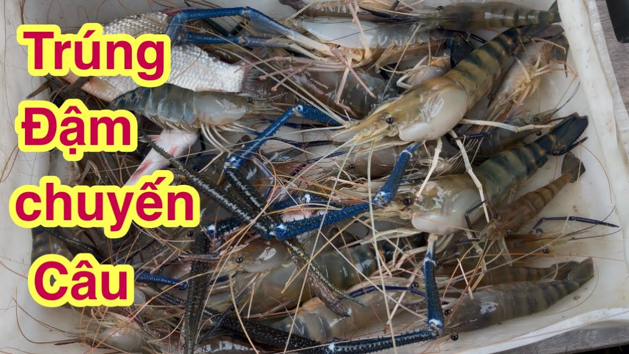 Khách Thuê Xuồng Hai Ngày Câu Tôm Càng Xanh Cùng Thương Vlog @Xuanthuong91