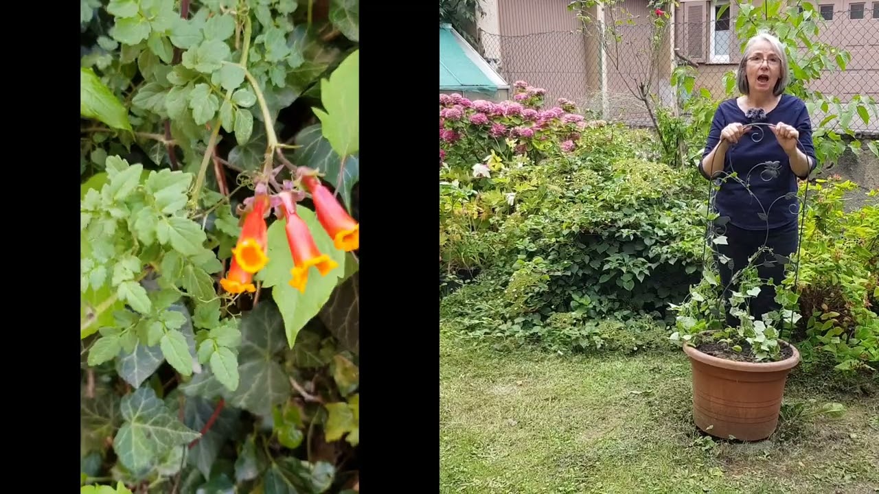 Sređivanje male bašte pred godišnji odmor