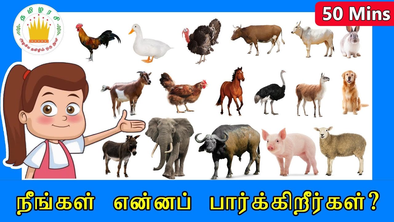 Domestic Animals Kids Song |What Do You See? Song |Animals Name and Sounds|Tamilarasi